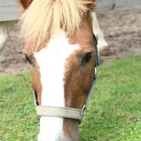 Apartament Augustenhoehe *