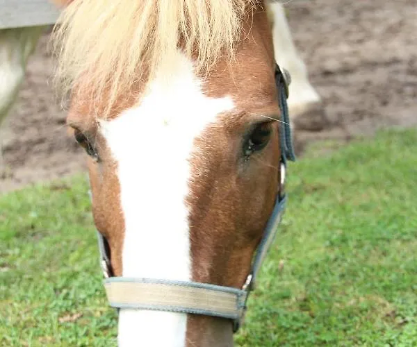 شقة Augustenhoehe *